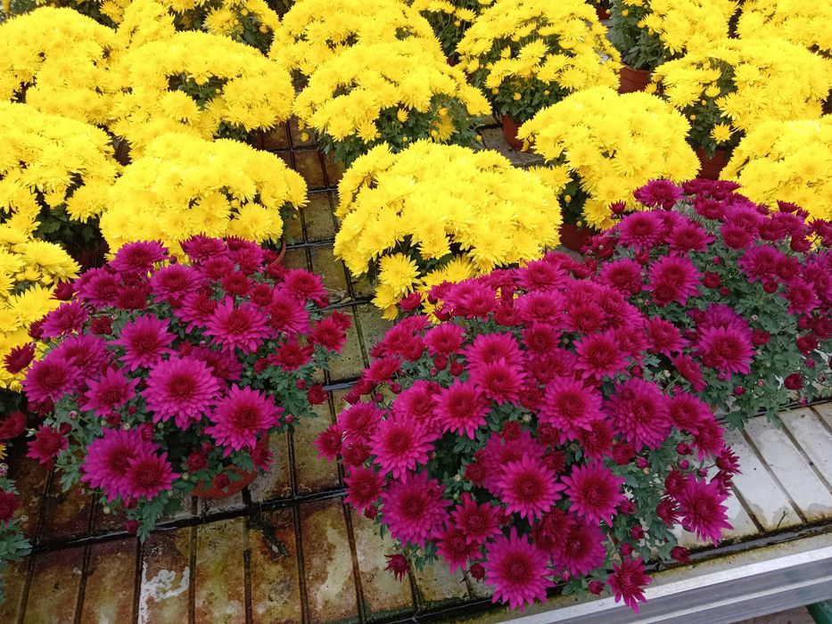 Chrazentemy idealne do ogrodu balkon  i cmentarz