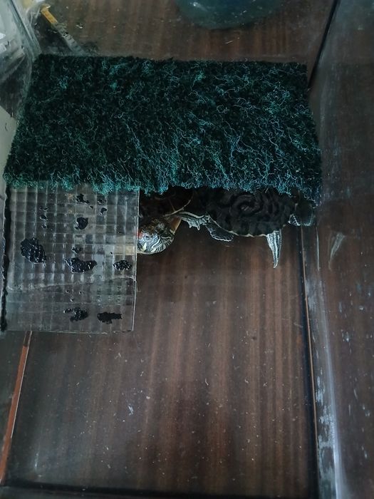 Продам 2черепази і разом акваріум