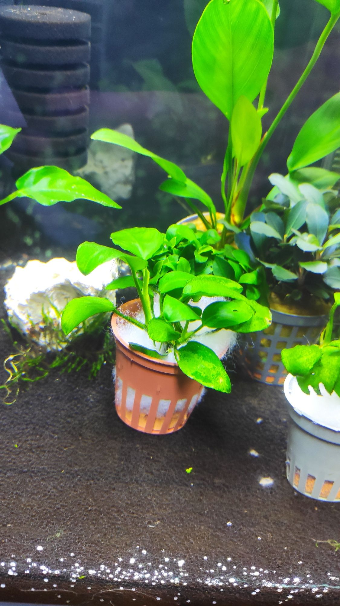 Anubias em vaso (plantas aquário)