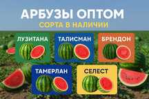 Арбузы оптом 2025 — от 1 тонны | Прямые поставки с Измаила