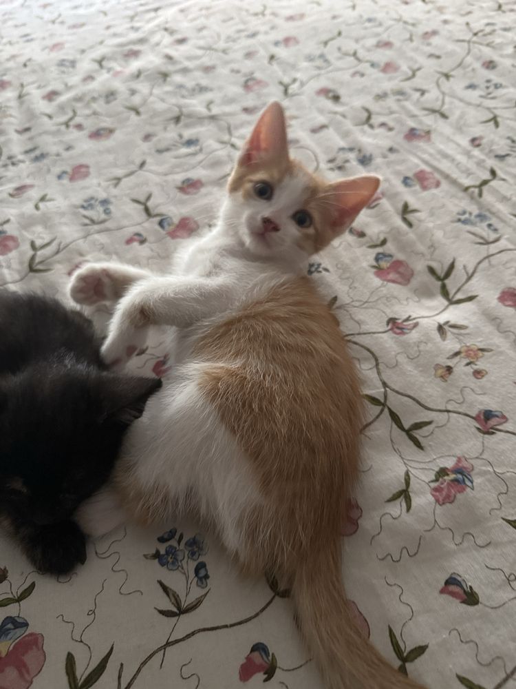 Gatinho c/ 1 mês e meio para adoção