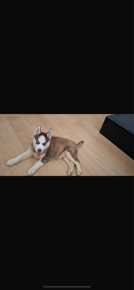 Cão Bebe Husky para doar