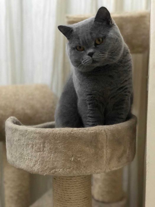 Kocurek brytyjski niebieski. Rodowód FPL.