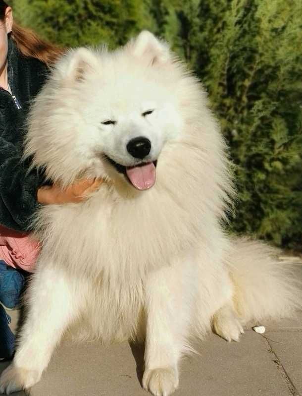 Samoyed z rodowodem szczenię chłopiec samiec samoyed