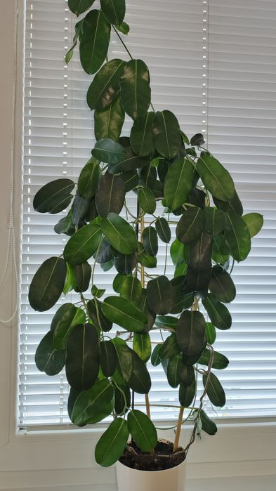 Kwiat Stefanotis duży doniczkowy. Stephanotis floribunda