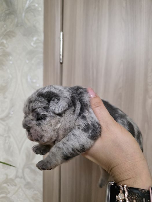 Красуня дівчинка з геном флаффі