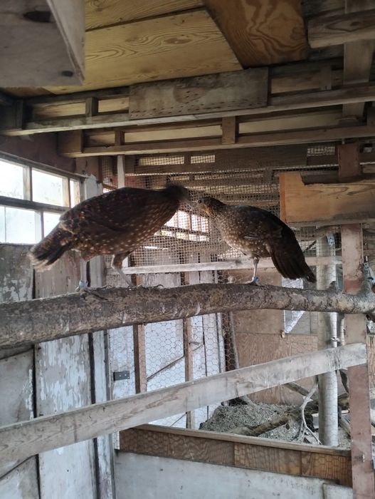 Sprzedam kury bażanta ozdobnego z ubiegłego roku łęgi naturalne obracz