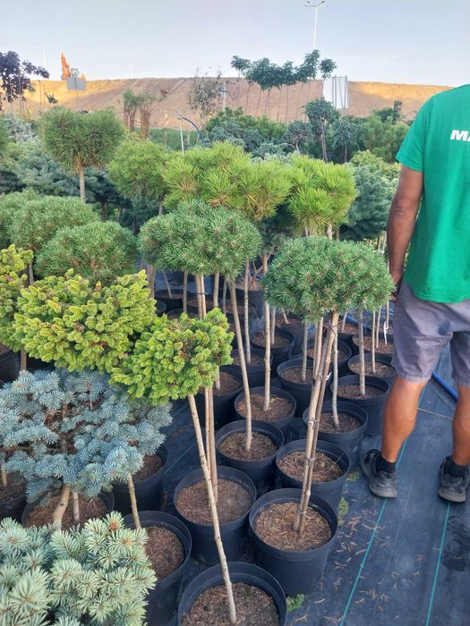 Dostawa gratis Bonsai Sosna świerk KULA SZCZEPIONA na pniu 10l