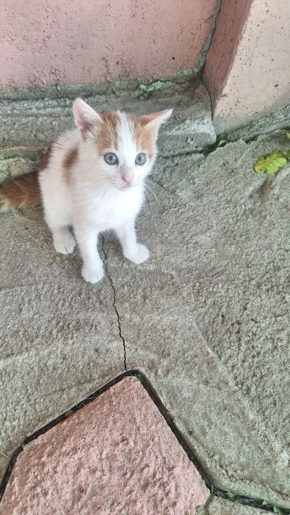 Ищу семью для котят