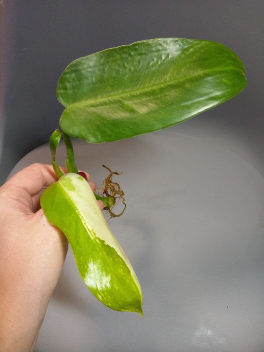 Philodendron Jose Buono