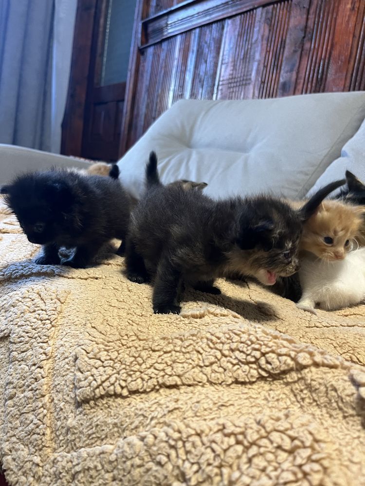 Море муркотіння у ваш дім!