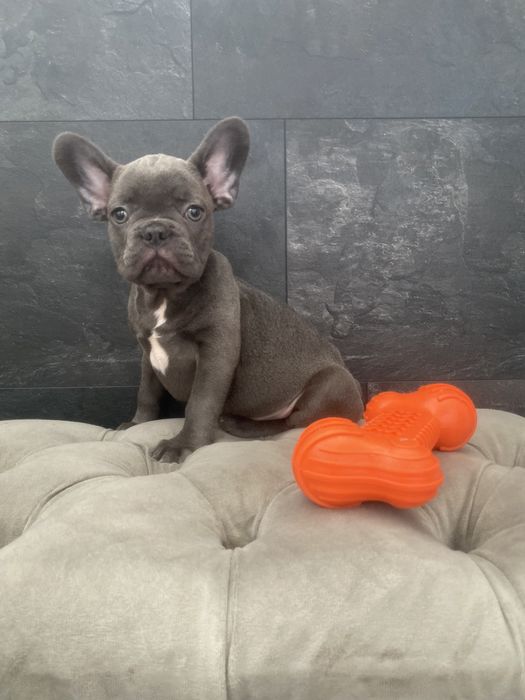 Очень добрый, нежный и ласковый мальчик, голубой французский бульдог