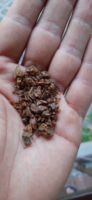 Propolis wysoka jakość kg CZYSTY nowy sezon 2024 JAKOŚĆ