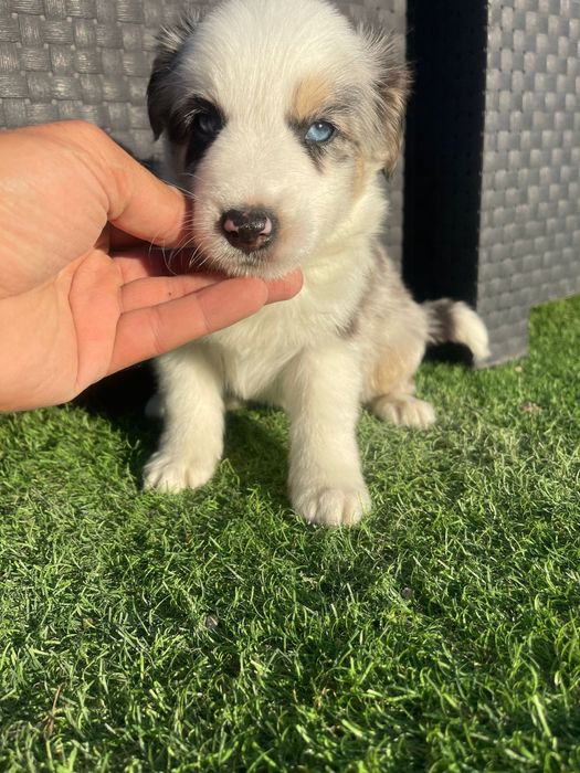 Border Collie Tri blue merle