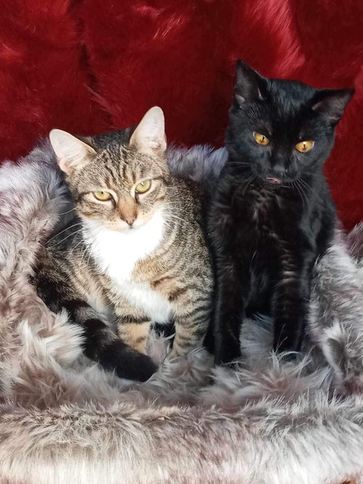 Kociaki szukają domku