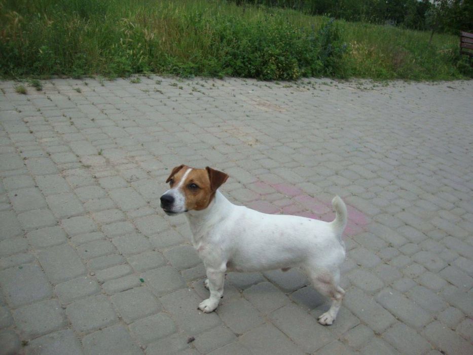 Дівчата - цуценята Джек Рассел Терьер