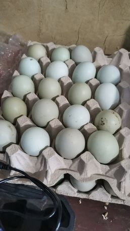 Инкубационные яйца Амераукана