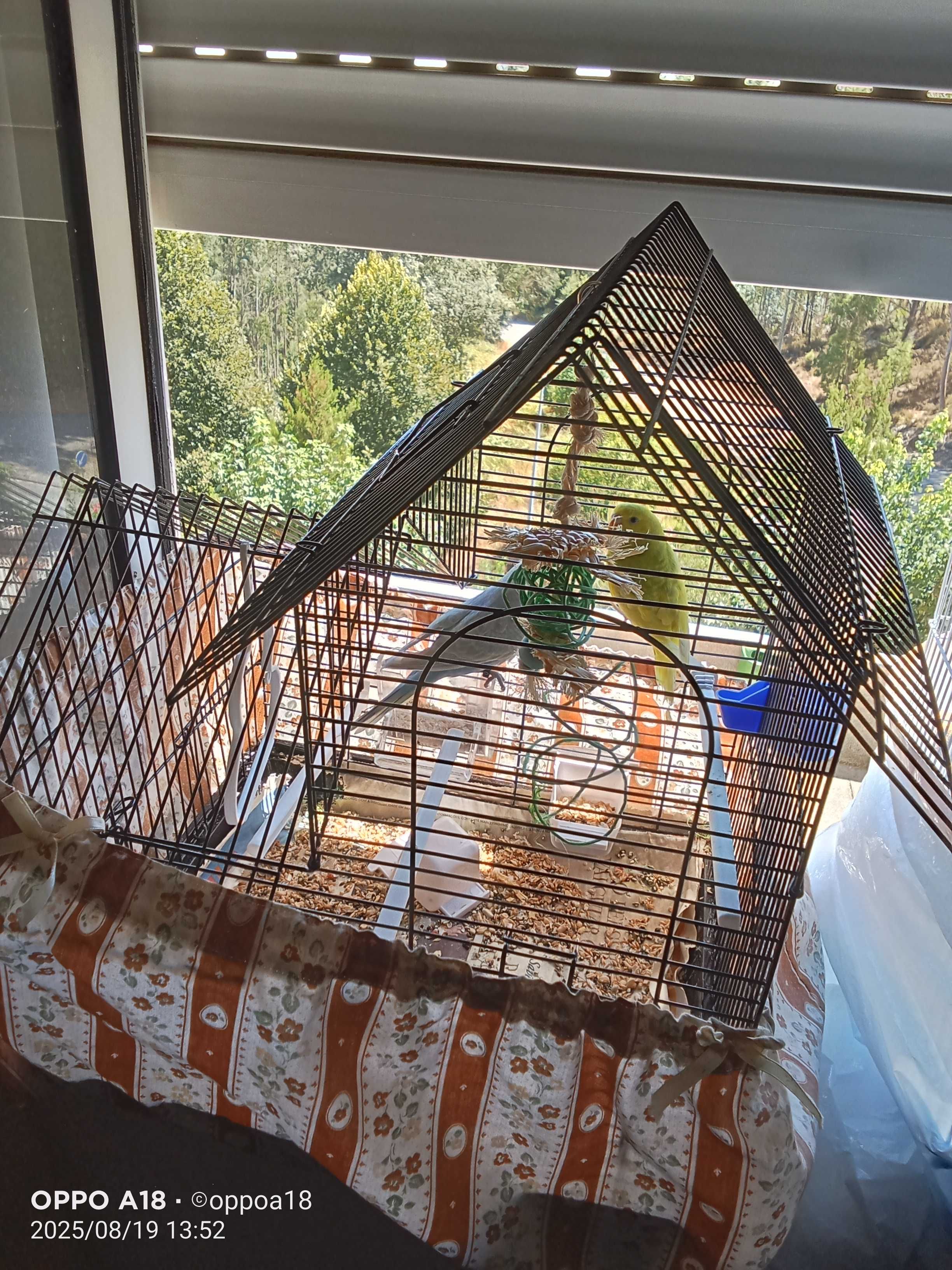 Aves para venda deste ano