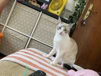 gato para adoção
