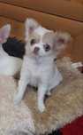 Chihuahua dziewczynka