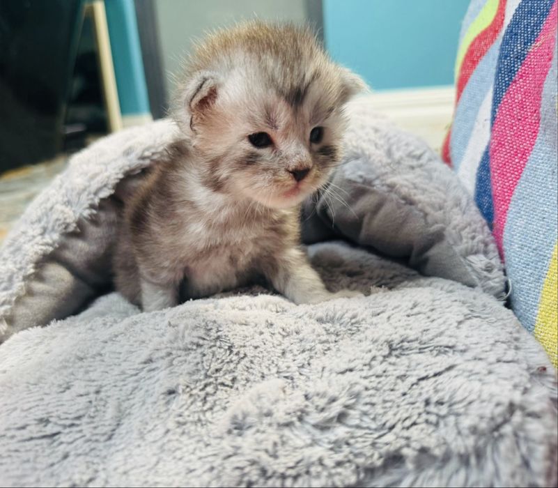 Kotka Maine Coon gotowa do odbioru