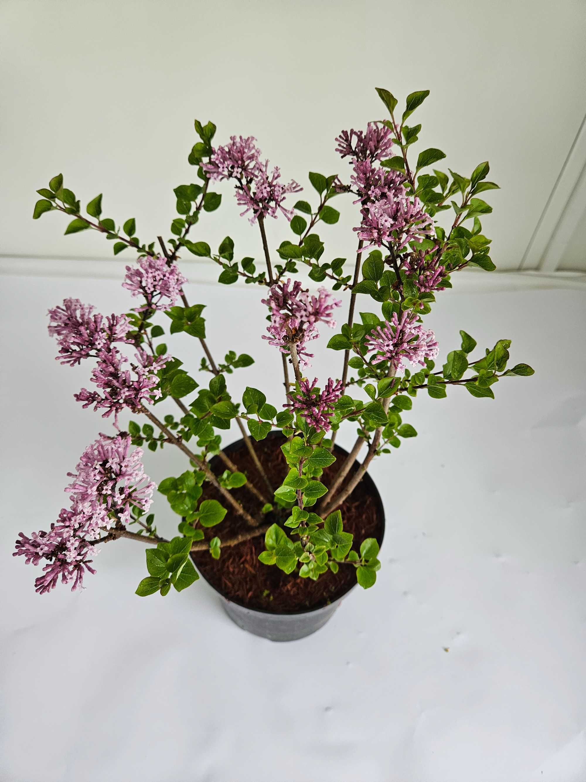 Lilak Meyera 'Palibin' (Syringa meyeri 'Palibin')