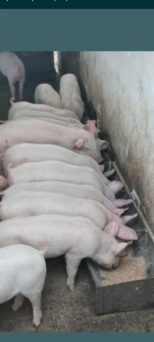 Продам поросят мясних порід від  15 до 25 кг .Біла велика  .
