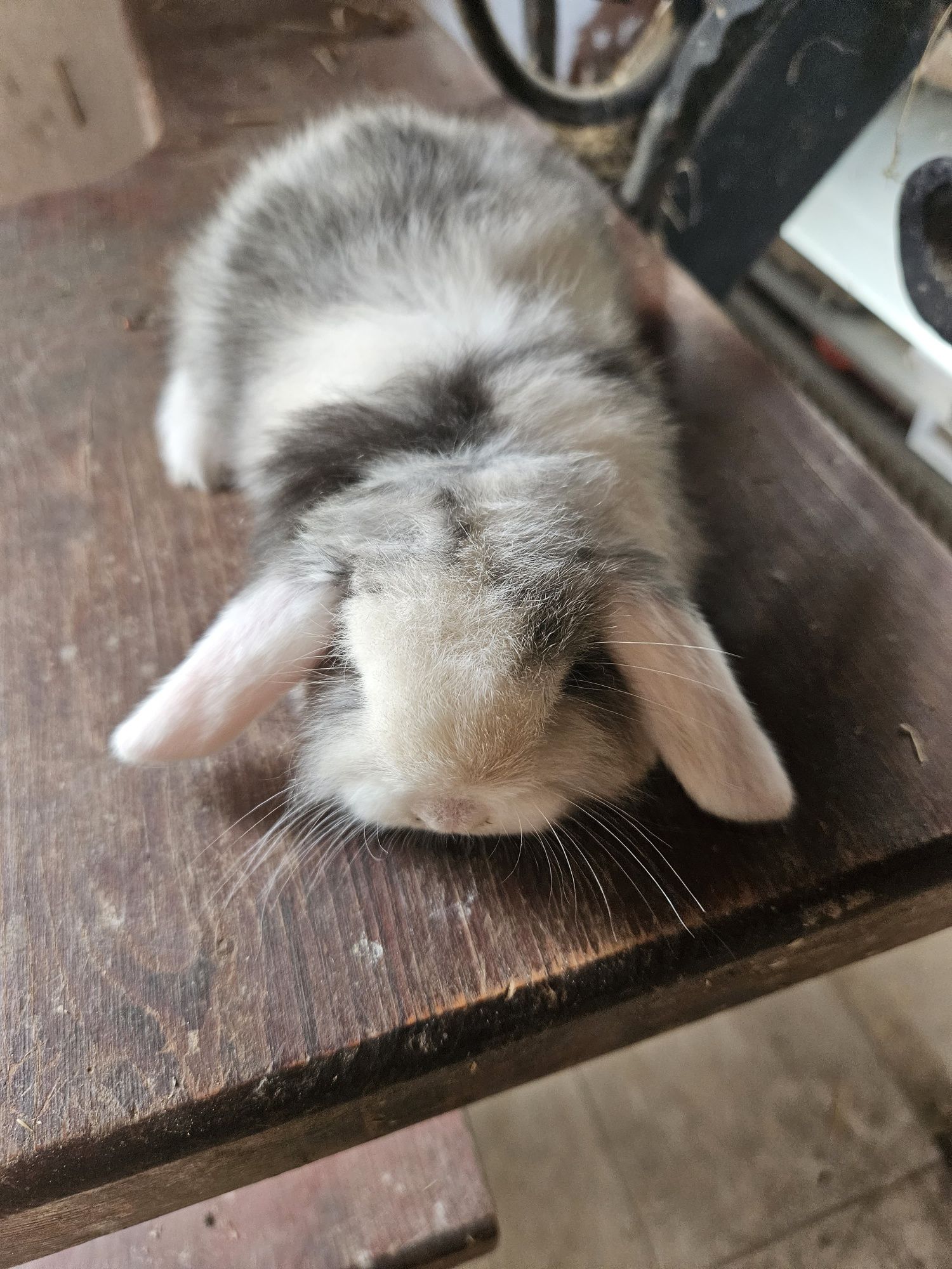 Króliczek Baranek Mini Lop