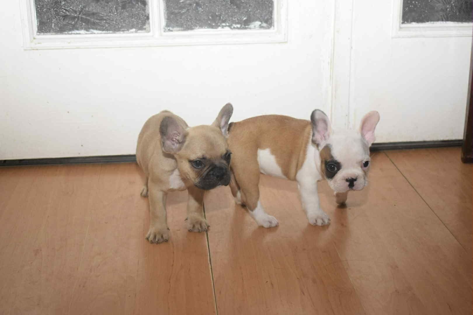 Buldog francuski piękny chłopak