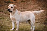 Labrador para montas/ cruzamentos