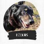 DŻEKUŚ czeka na dom