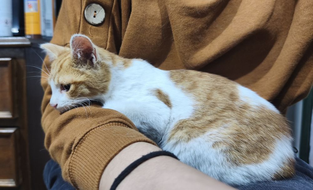 Adoção responsável