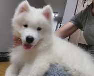 Samojed szczenię chłopiec samoyed z rodowodem