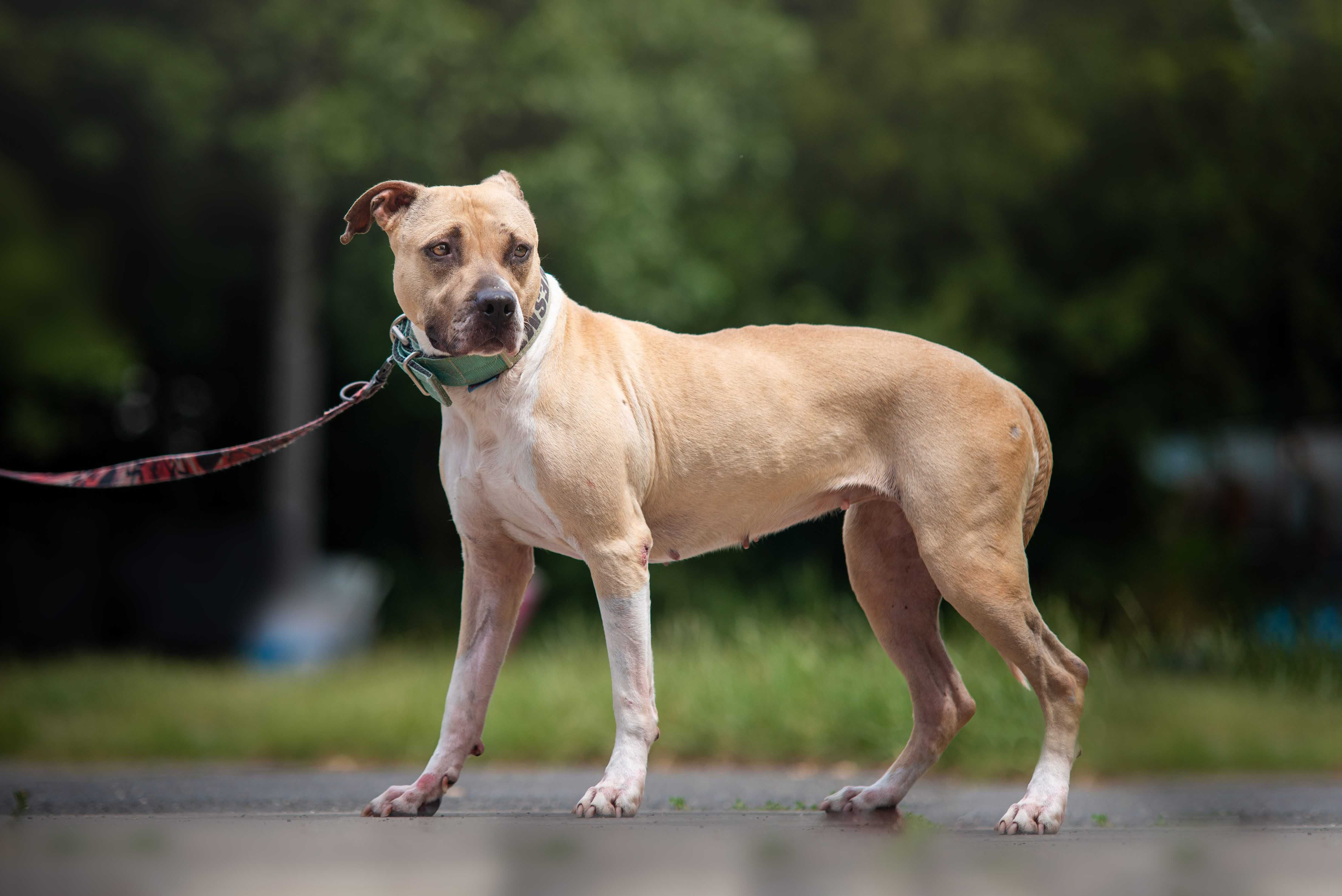 Pitbullka Renesme szuka kochającego domku