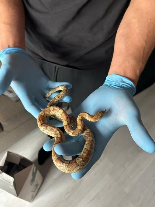 Węże zbożowe różne odmiany