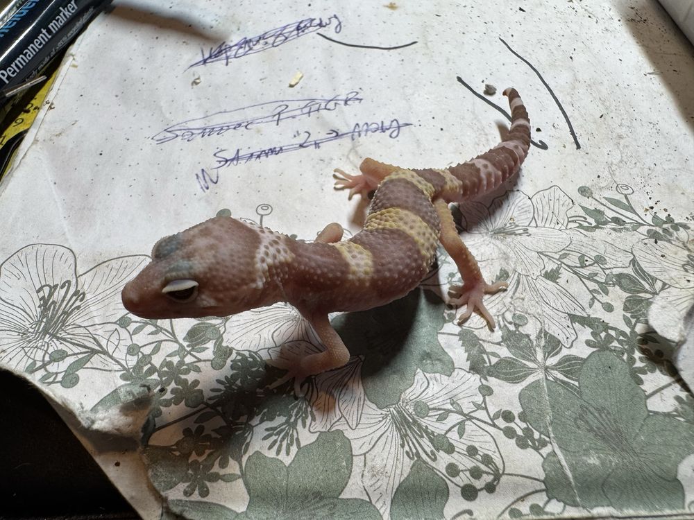 Eublepharis macularius - Gekon lamparci / 6 sztuk !