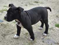 Gotowa do odbioru!!! American Staffordshire Terrier