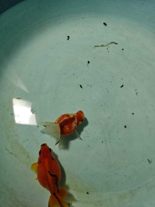 Kinguio oranda perola