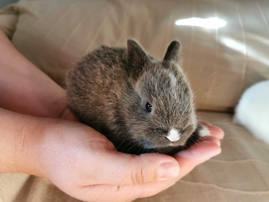 KIT completo coelhos anões + gaiola nova + comida