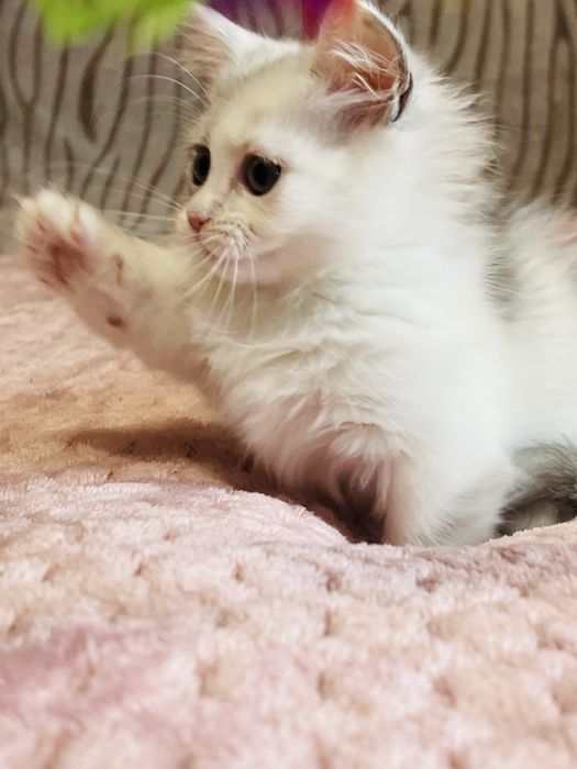 Munchkin kociaki krótkie łapki !!! PZF/WCF