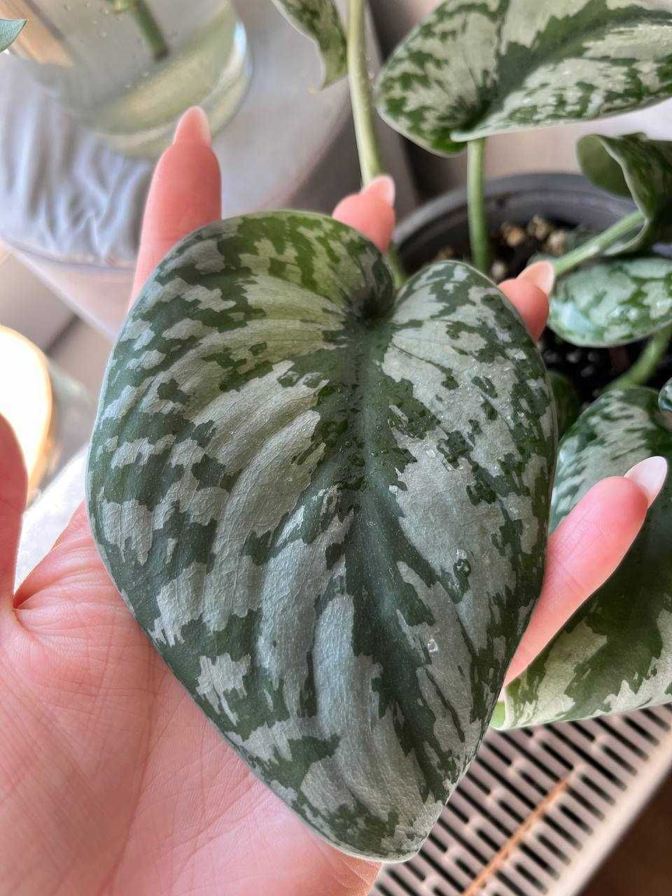 scindapsus silver ann