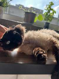 Kot Devon Rex rasowy