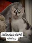 Stella piękna dziewczynka