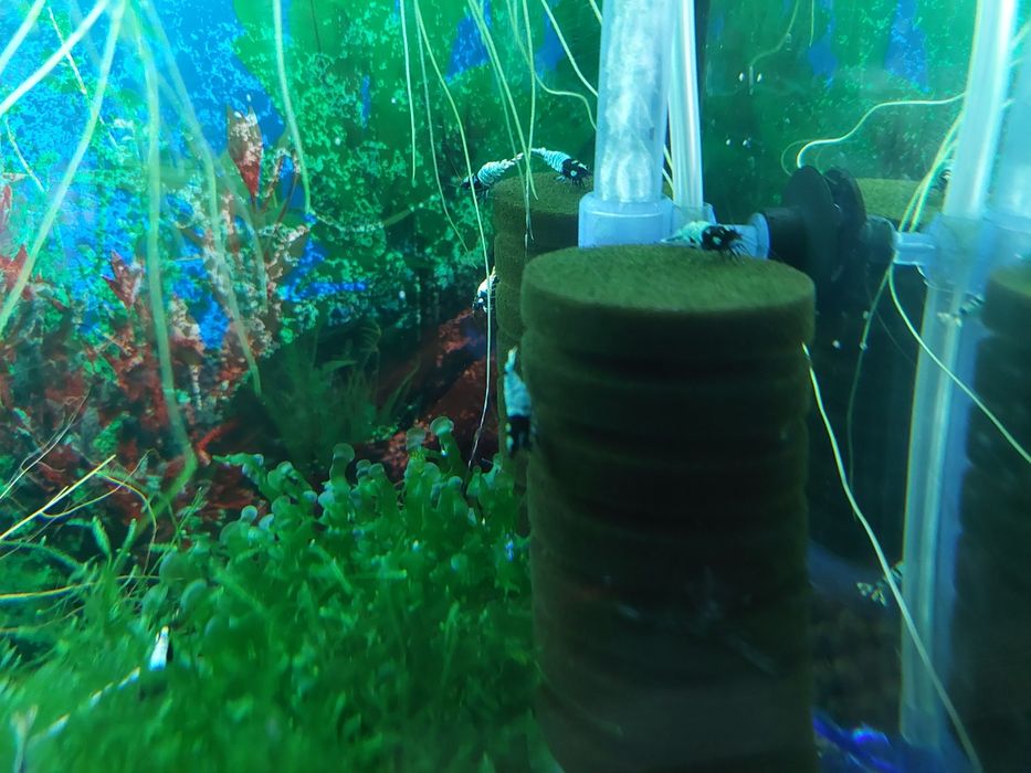 Krewetki Cardina Pinto Black