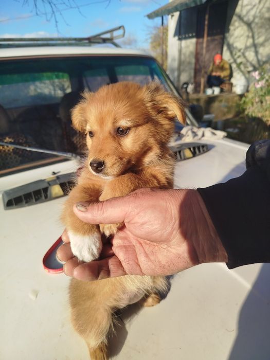 Дівчинка шукає родину!