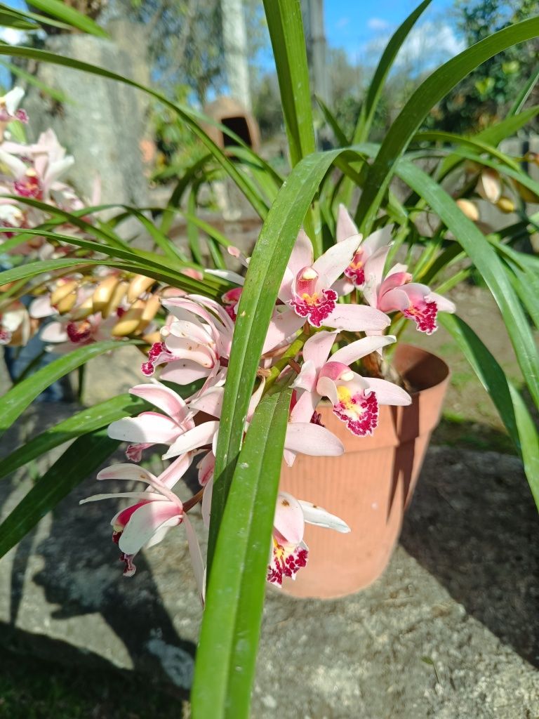 Vaso de orquídeas