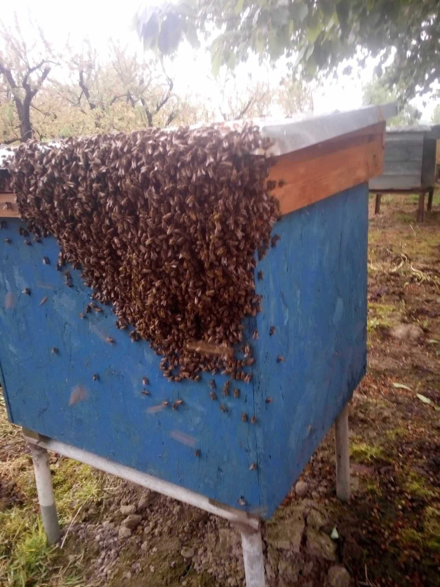 Pszczoły na ramce Dadana bez ula