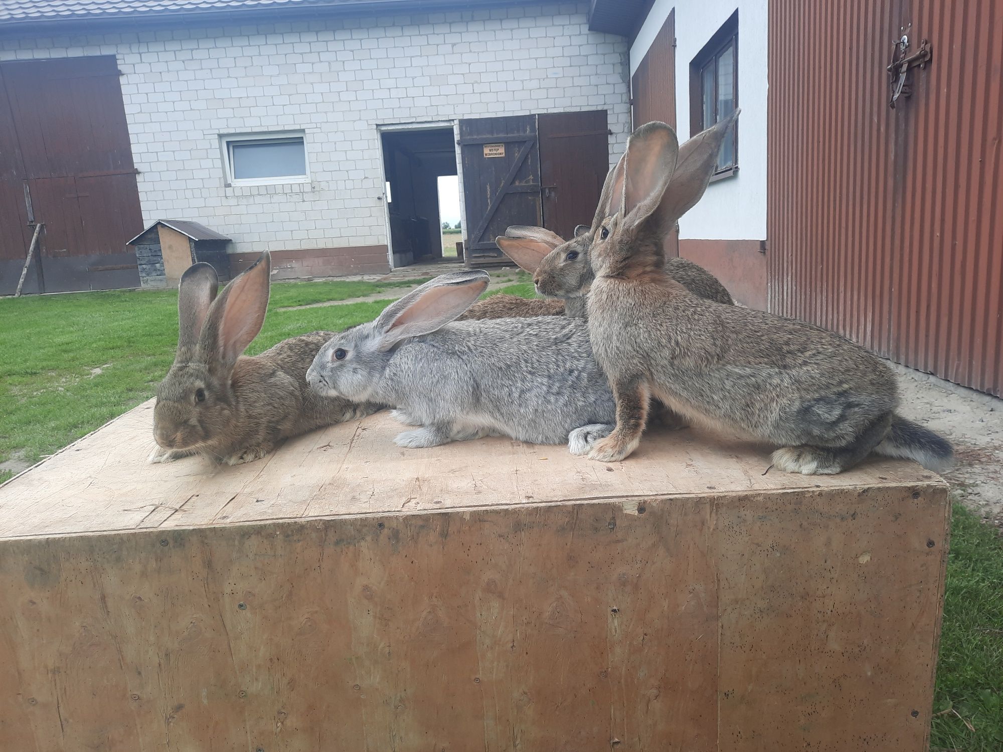 Olbrzym Belgijski