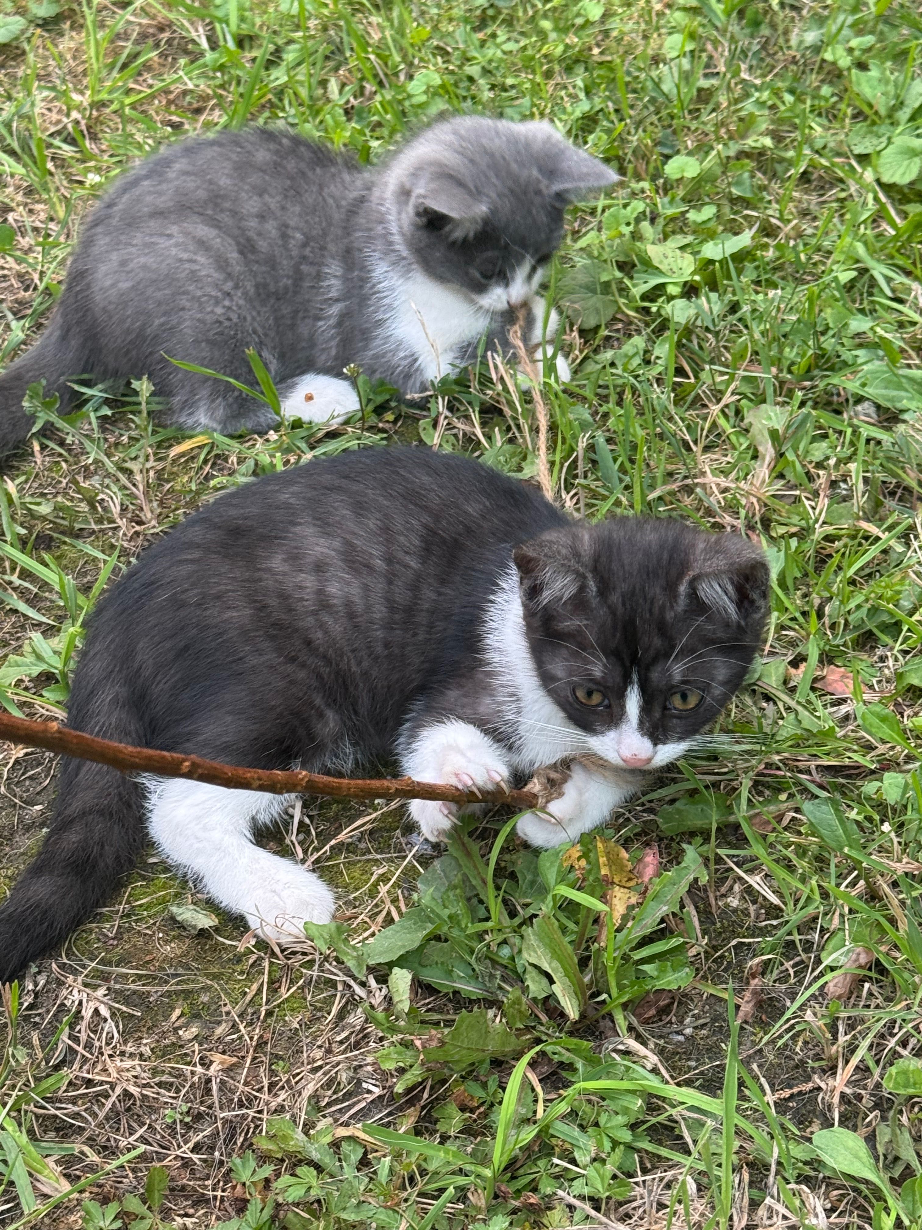 Котики шукають дім