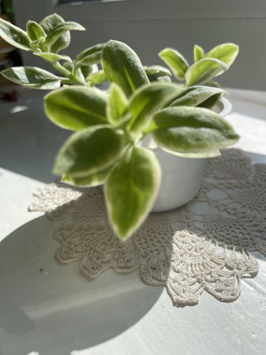 Аптенія серцелиста варієгатна